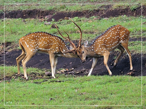 bhadra_wildlife_sanctuary